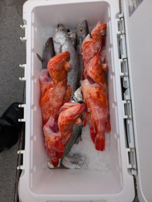 沖アラカブ釣り