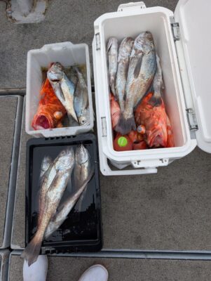 沖アラカブ釣り