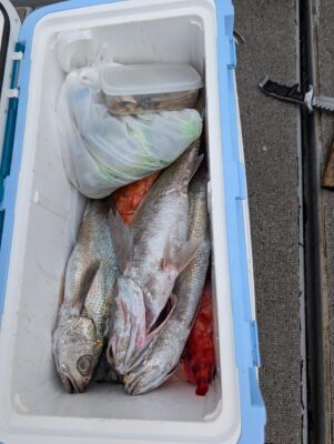 沖アラカブ釣り