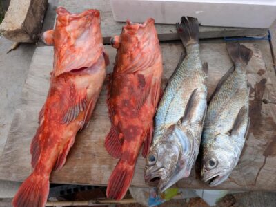 沖アラカブ釣り